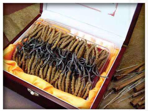 乌什冬虫夏草回收